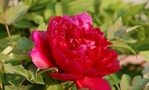 讓盆栽桑葉牡丹花綻放的秘訣