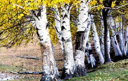 驢友們一定要認識的六種救命草