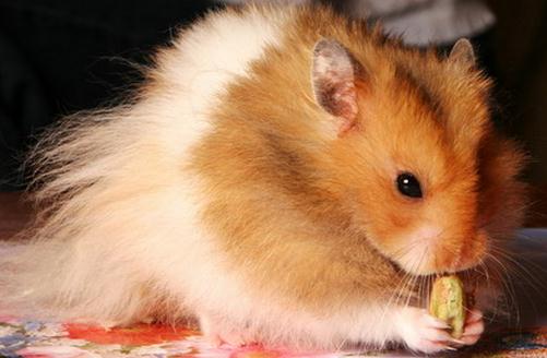 金絲熊的簡介-金絲熊的飼養環境