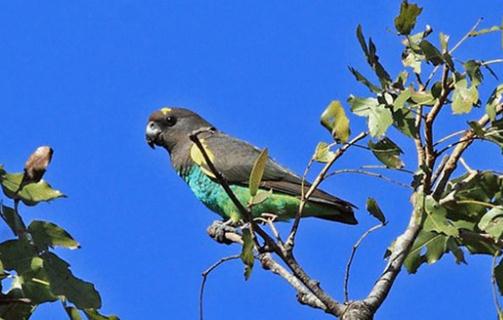 邁耶氏鸚鵡的簡介邁耶氏鸚鵡的產地