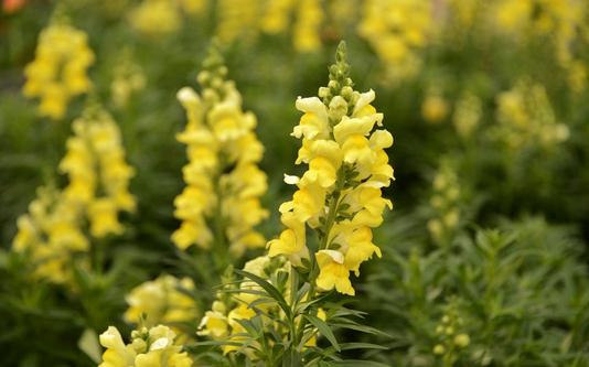 金魚草是什麼?金魚草的養殖方法