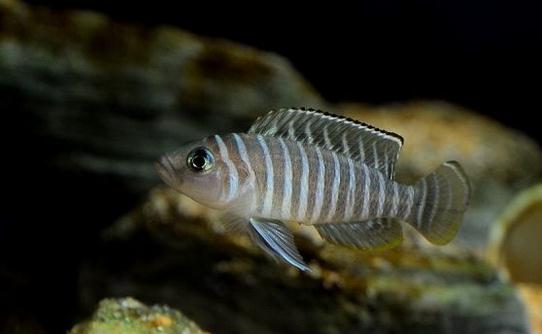 斑馬貝的簡介-斑馬貝有什麼特徵？