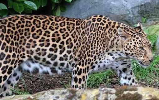 豹子的家族成員：原來豹子還分這麼多類型