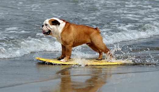 主人幫狗狗洗澡需做好哪些準備