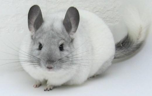 飼養銀斑龍貓都需要些什麼？