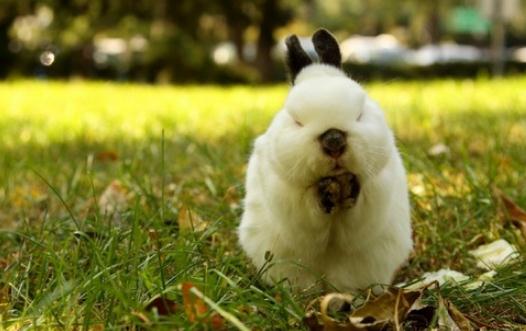 侏儒兔的簡介侏儒兔的怎樣的？