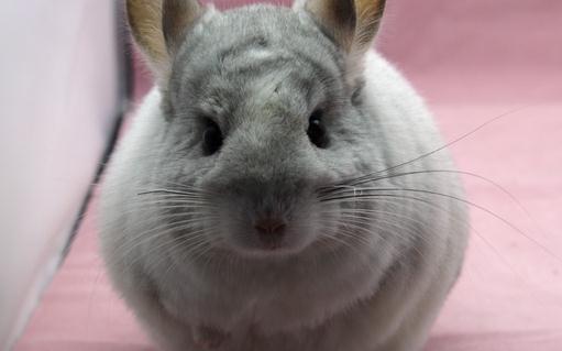 銀斑龍貓怎麼養？健康銀斑龍貓的標準