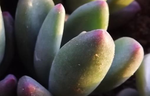 多肉十大美人系列胖成球的最好看