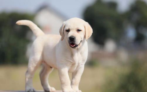 鏟屎官沒有留意到的小細節，讓狗狗倍感難受的同時，還容