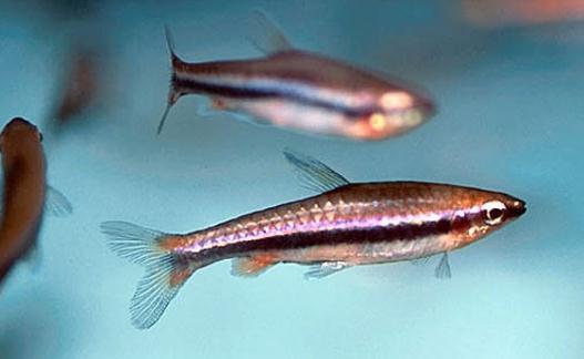 鉛筆魚的品種介紹-鉛筆魚是怎樣的？