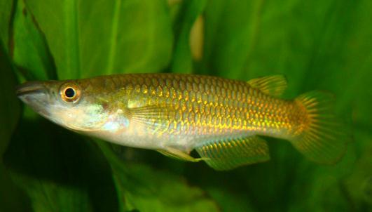 黃金鱂的簡介-黃金鱂的特徵是什麼？