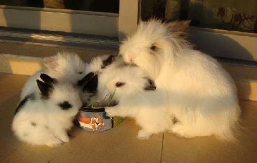 獅子兔對生存環境有什麼要求？