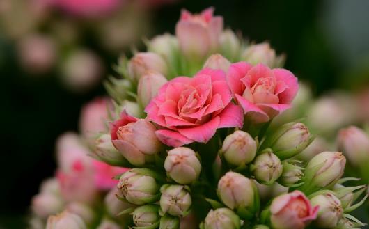 鮮花是高雅禮物花卉在禮儀交往中的應用形式