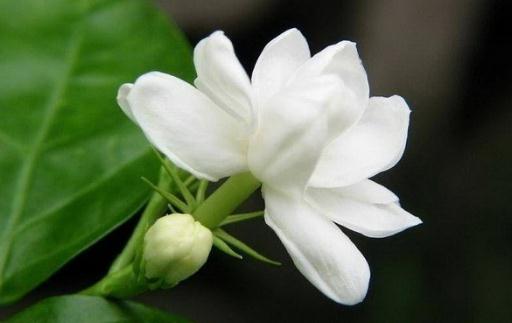 花盆裏有蟲蟻怎麼辦？