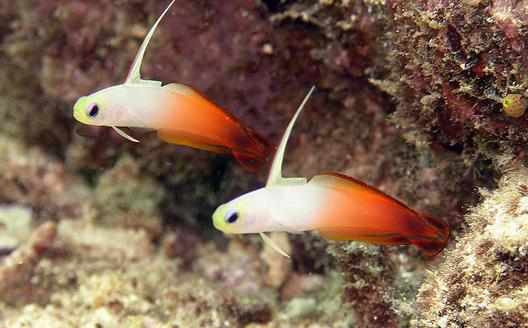 雷達魚怎麼養?雷達魚的壽命