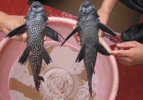 清道夫的品種-清道夫的風水學應用