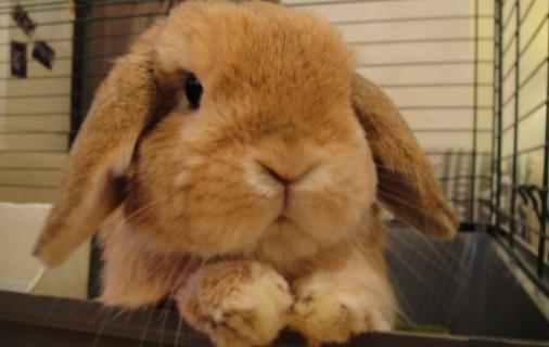 英國垂耳兔怎麼養？英國垂耳兔吃什麼？