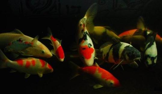 黃金錦鯉怎麼養？黃金錦鯉的養殖技巧