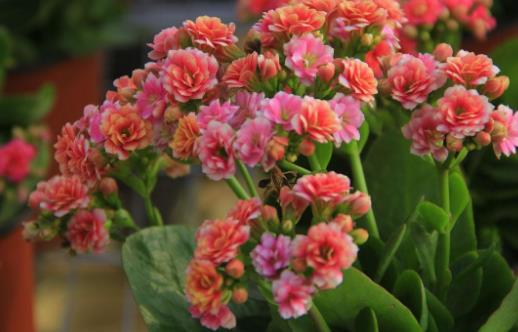 在家想養花就選這3種開花長達100天