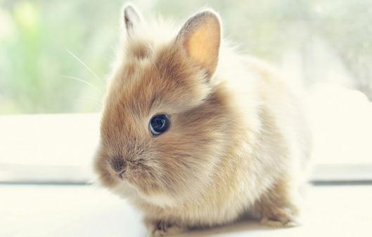 獅子兔的簡介-獅子兔是什麼樣的？