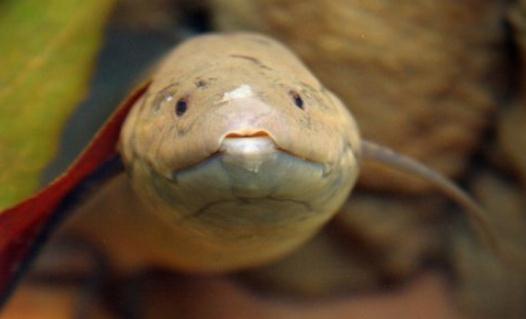 非洲肺魚怎麼養？非洲肺魚的生存環境