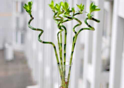 轉運竹的風水學應用-轉運竹的養殖方法