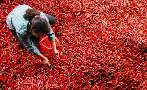 辣椒為什麼有辣的,有不辣的?