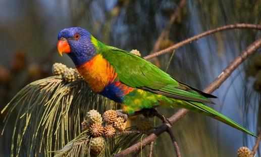 彩虹吸蜜鸚鵡的簡介彩虹吸蜜鸚鵡的產地