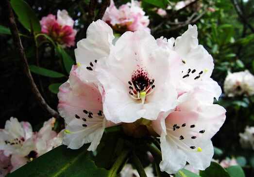 洋石楠的風水學應用-洋石楠在家居中的作用