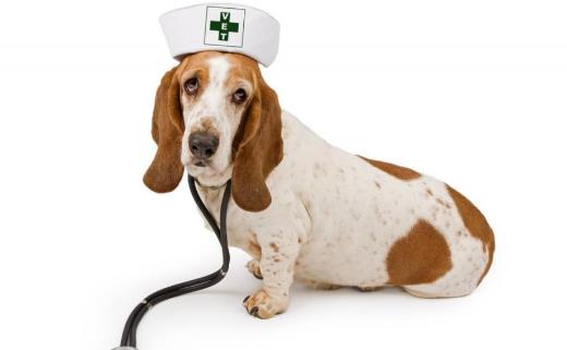 狗發生特殊情况受傷狗的急救與護理常識