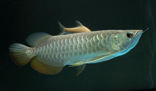 高背金龍魚怎麼養？高背金龍魚的特點