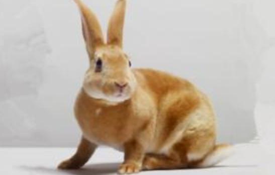 太行山兔怎麼養？太行山兔吃什麼？