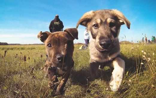 與狗狗互動交流感情的技巧互動訓練因犬制宜