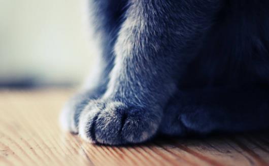 扒一扒猫爪的小秘密殺機藏在肉墊裏