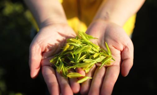 隔夜茶雖不能喝但好處多隔夜茶有哪些妙用