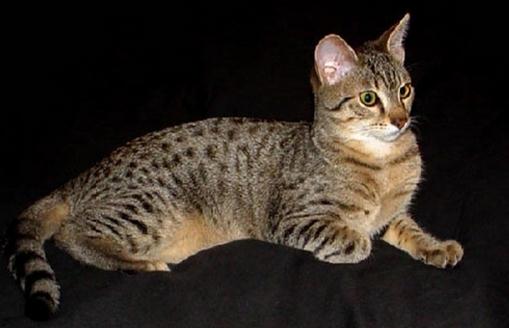 埃及猫怎麼養？埃及猫的生活習性