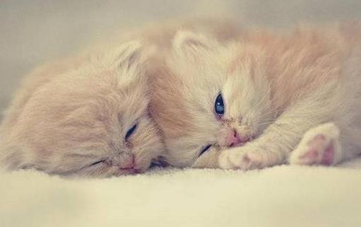 猫爪子上秘密知識喵喵的肉球是有味道的