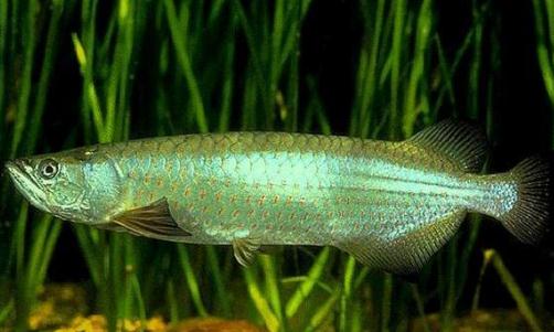 一點兒龍魚的簡介-一點兒龍魚如何繁殖？