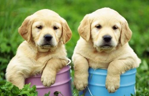 養寵物狗需要辦理哪些手續？