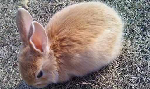 公主兔的簡介-公主兔是什麼？