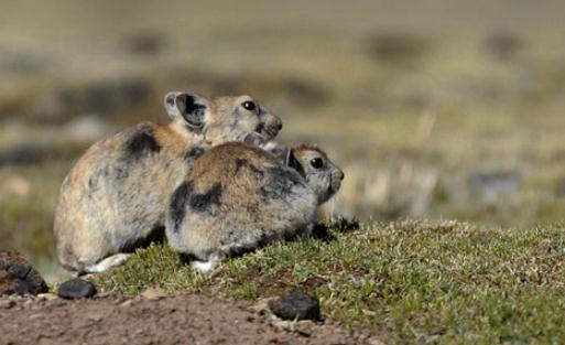 鼠兔的飼養方法是什麼？