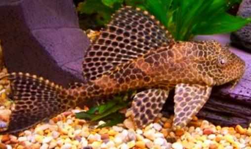 清道夫的基本介紹-清道夫如何養護？