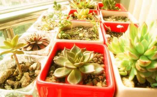 都市家庭陽臺養花給花提供一個適合生長的環境