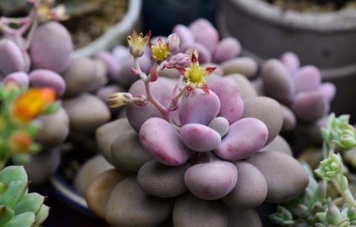 多肉十大美人系列胖成球的最好看