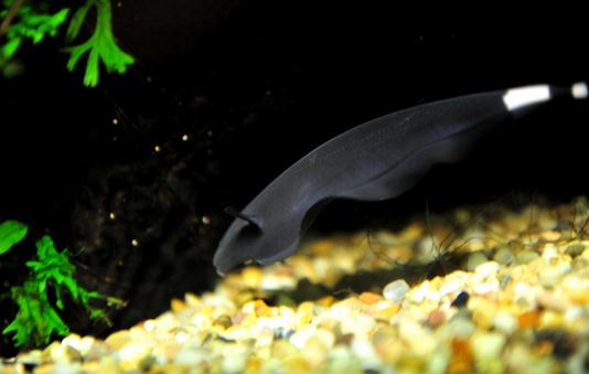 黑魔鬼的簡介-黑魔鬼的特徵