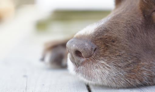 為啥狗鼻子變紅了？這才是真相！