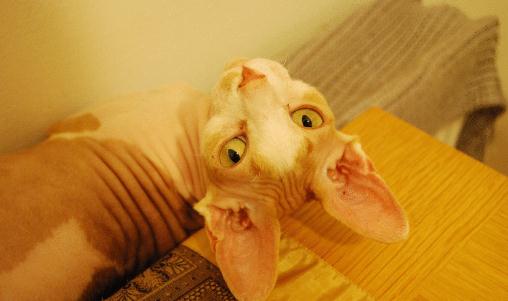 斯芬克斯猫怎麼養？斯芬克斯猫的生活習性