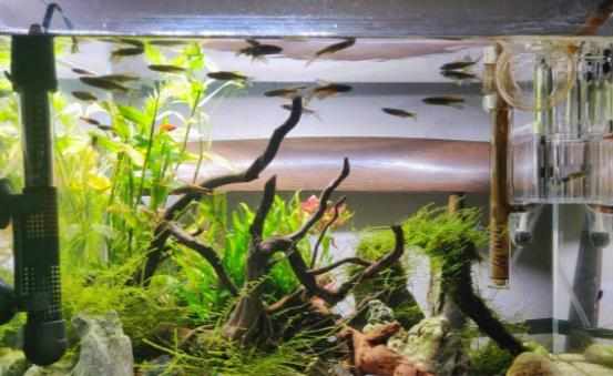 家中放魚缸有利於身體健康給養魚新手的一些建議