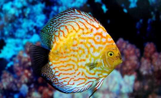 七彩神仙魚的基本介紹-七彩神仙魚的品種