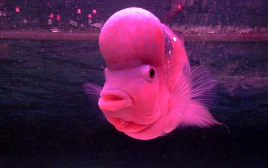 壽星頭的簡介-壽星頭的特徵